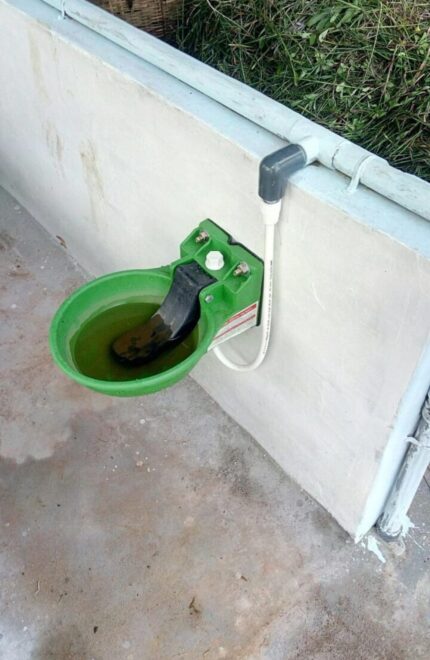 Water Bowl