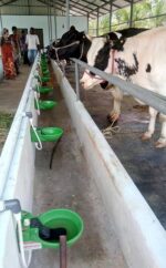 Water Bowl - Image 8
